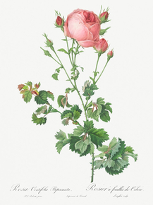 Pierre-Joseph Redoute - Celery-Leaved Variety | Пьер-Жозеф Редуте