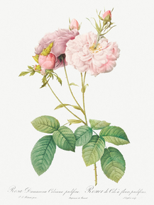 Pierre-Joseph Redoute - Celsiana, Damask Rose | Пьер-Жозеф Редуте