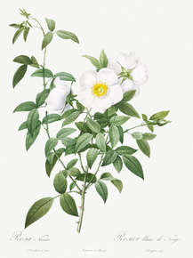 Pierre-Joseph Redoute - Cherokee Rose | Пьер-Жозеф Редуте