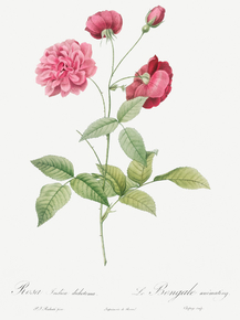 Pierre-Joseph Redoute - China Rose | Пьер-Жозеф Редуте