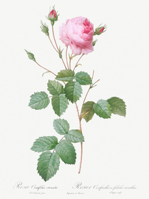 Pierre-Joseph Redoute - Crenate-Leaved Cabbage Rose | Пьер-Жозеф Редуте