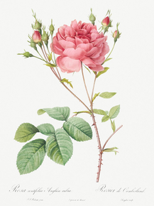 Pierre-Joseph Redoute - Cumberland Rose | Пьер-Жозеф Редуте