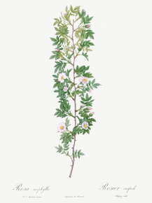 Pierre-Joseph Redoute - Cuspidate Rose | Пьер-Жозеф Редуте