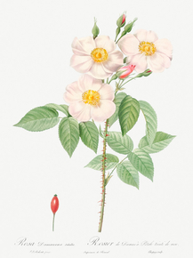Pierre-Joseph Redoute - Damask Rose | Пьер-Жозеф Редуте