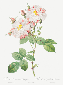 Pierre-Joseph Redoute - Damask Rose | Пьер-Жозеф Редуте Pierre-Joseph Redoute - Damask Rose | Пьер-Жозеф Редуте