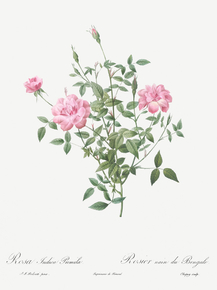 Pierre-Joseph Redoute - Double Miniature Rose | Пьер-Жозеф Редуте