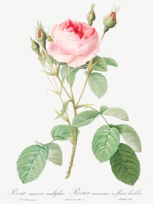 Pierre-Joseph Redoute - Double Moss Rose | Пьер-Жозеф Редуте