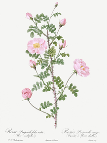 Pierre-Joseph Redoute - Double Pink Scotch Briar | Пьер-Жозеф Редуте Pierre-Joseph Redoute - Double Pink Scotch Briar | Пьер-Жозеф Редуте