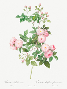 Pierre-Joseph Redoute - Flesh-Pink Multiflora | Пьер-Жозеф Редуте