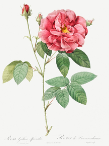 Pierre-Joseph Redoute - French Rose | Пьер-Жозеф Редуте