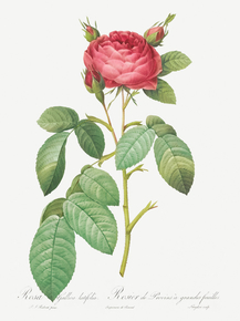 Pierre-Joseph Redoute - Gallic Rose | Пьер-Жозеф Редуте