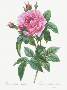 Pierre-Joseph Redoute - Gallic Rose | Пьер-Жозеф Редуте