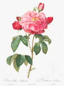 Pierre-Joseph Redoute - Gallic Rose | Пьер-Жозеф Редуте Pierre-Joseph Redoute - Gallic Rose | Пьер-Жозеф Редуте