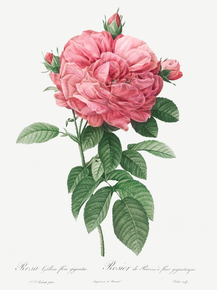 Pierre-Joseph Redoute - Giant French rose bloom | Пьер-Жозеф Редуте