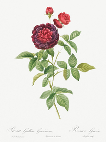 Pierre-Joseph Redoute - Guerin's Rose | Пьер-Жозеф Редуте