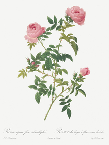 Pierre-Joseph Redoute - Hundred-petalled English Rose | Пьер-Жозеф Редуте