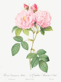 Pierre-Joseph Redoute - Italian Damask Rose | Пьер-Жозеф Редуте