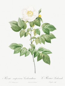 Pierre-Joseph Redoute - Leschenault's Rose | Пьер-Жозеф Редуте