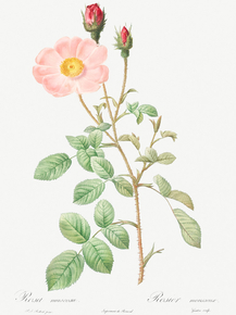 Pierre-Joseph Redoute - Musk Rose | Пьер-Жозеф Редуте