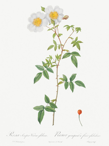 Pierre-Joseph Redoute - Musk Rose | Пьер-Жозеф Редуте