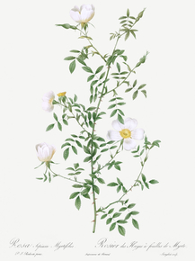 Pierre-Joseph Redoute - Myrtle-Leaved Hedge Rose | Пьер-Жозеф Редуте Pierre-Joseph Redoute - Myrtle-Leaved Hedge Rose | Пьер-Жозеф Редуте