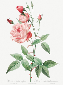 Pierre-Joseph Redoute - Old Blush China | Пьер-Жозеф Редуте Pierre-Joseph Redoute - Old Blush China | Пьер-Жозеф Редуте