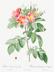 Pierre-Joseph Redoute - Pasture Rose | Пьер-Жозеф Редуте