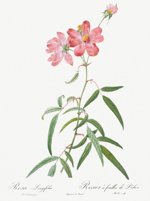 Pierre-Joseph Redoute - Peach Leafed Rose | Пьер-Жозеф Редуте Pierre-Joseph Redoute - Peach Leafed Rose | Пьер-Жозеф Редуте