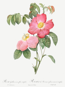 Pierre-Joseph Redoute - Pink French Rose | Пьер-Жозеф Редуте