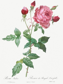 Pierre-Joseph Redoute - Provence Rose | Пьер-Жозеф Редуте
