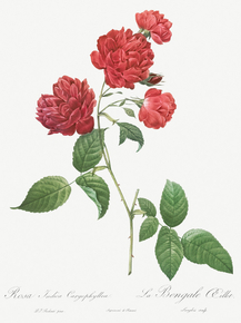 Pierre-Joseph Redoute - Red Cabbage Rose | Пьер-Жозеф Редуте