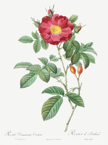 Pierre-Joseph Redoute - Red Portland Rose | Пьер-Жозеф Редуте
