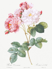 Pierre-Joseph Redoute - Rosa x damascena, Rosebush | Пьер-Жозеф Редуте