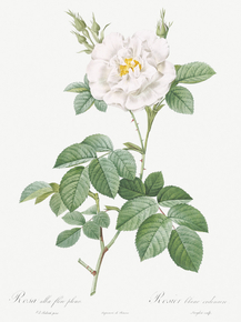 Pierre-Joseph Redoute - Rosa alba flore pleno | Пьер-Жозеф Редуте