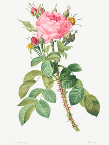 Pierre-Joseph Redoute - Rosa bifera macrocarpa also | Пьер-Жозеф Редуте