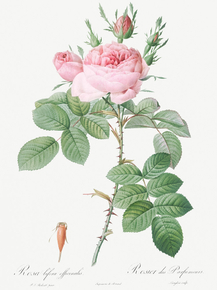 Pierre-Joseph Redoute - Rosa bifera officinalis | Пьер-Жозеф Редуте