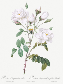 Pierre-Joseph Redoute - Rosa campanulata alba | Пьер-Жозеф Редуте