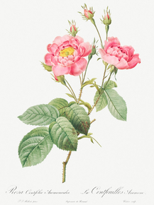 Pierre-Joseph Redoute - Rosa centifolia anemonoides | Пьер-Жозеф Редуте