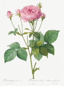 Pierre-Joseph Redoute - Rosa gallica granules | Пьер-Жозеф Редуте
