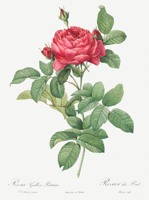 Pierre-Joseph Redoute - Rosa gallica pontiana | Пьер-Жозеф Редуте Pierre-Joseph Redoute - Rosa gallica pontiana | Пьер-Жозеф Редуте