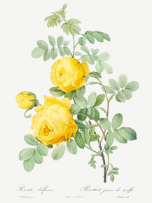 Pierre-Joseph Redoute - Rosa hemisphaerica | Пьер-Жозеф Редуте