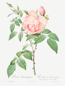 Pierre-Joseph Redoute - Rosa indica fragrans | Пьер-Жозеф Редуте Pierre-Joseph Redoute - Rosa indica fragrans | Пьер-Жозеф Редуте