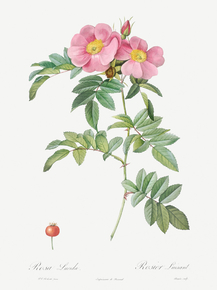 Pierre-Joseph Redoute - Rosa lucida | Пьер-Жозеф Редуте