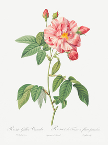 Pierre-Joseph Redoute - Rosa Mundi, French Rosebush | Пьер-Жозеф Редуте