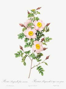 Pierre-Joseph Redoute - Rosa pimpinellifolia | Пьер-Жозеф Редуте