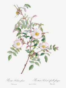 Pierre-Joseph Redoute - Rosa reductea glauca | Пьер-Жозеф Редуте Pierre-Joseph Redoute - Rosa reductea glauca | Пьер-Жозеф Редуте