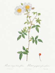 Pierre-Joseph Redoute - Rosa sempervirens | Пьер-Жозеф Редуте
