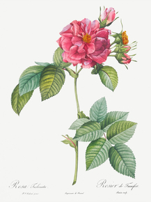 Pierre-Joseph Redoute - Rosa turbinata | Пьер-Жозеф Редуте