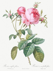 Pierre-Joseph Redoute - Rose de Mai | Пьер-Жозеф Редуте Pierre-Joseph Redoute - Rose de Mai | Пьер-Жозеф Редуте