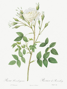 Pierre-Joseph Redoute - Rose of Rosenberg | Пьер-Жозеф Редуте